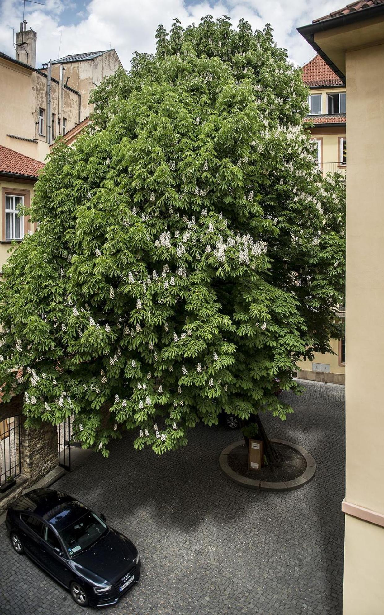 Hotel Opitzuv Dum Praga Esterno foto